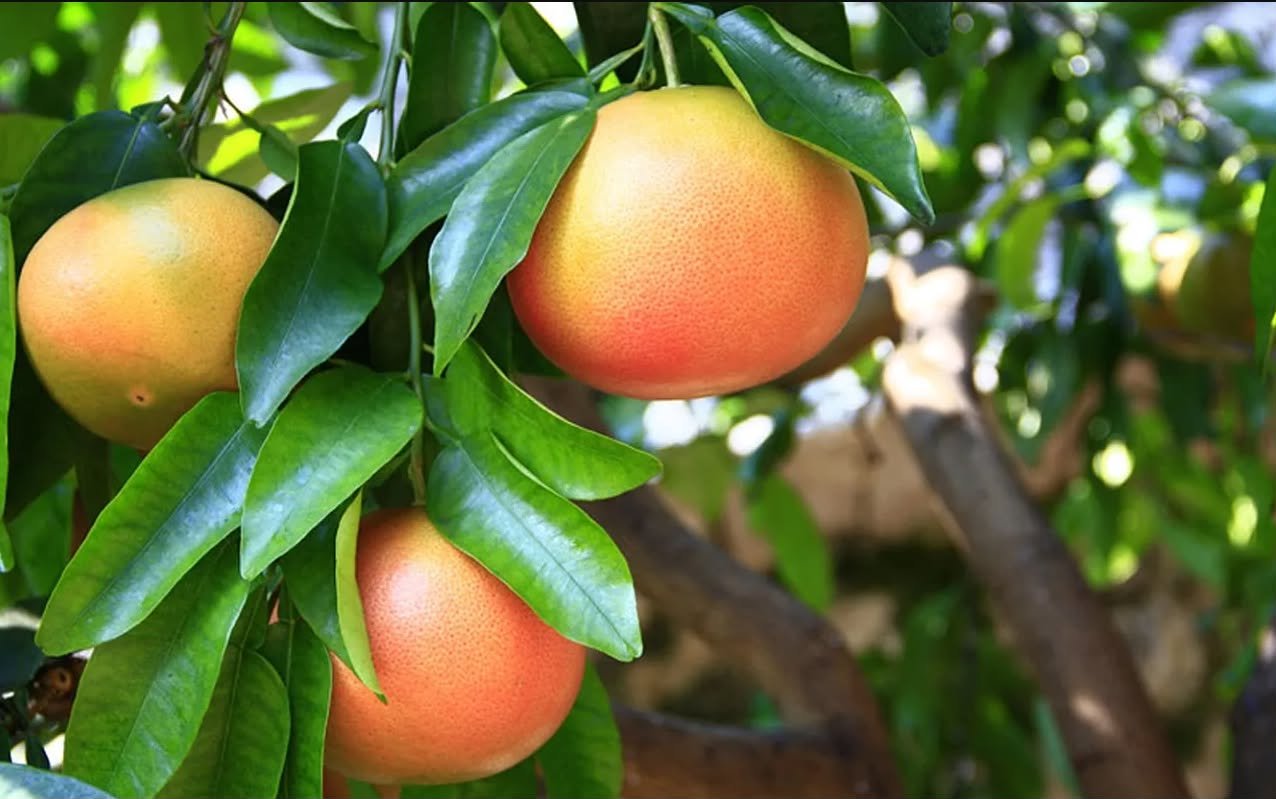Pomelo